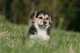 CORGI PEMBROKE 1072